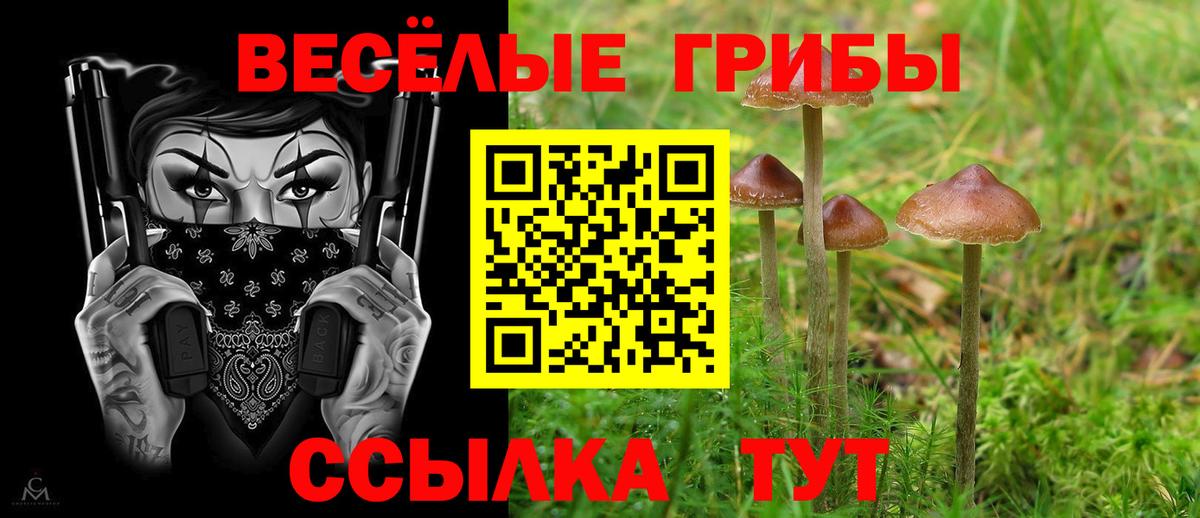 Вязьма  купить   Вход с VPN  Псилоцибиновые грибы Psilocybe 